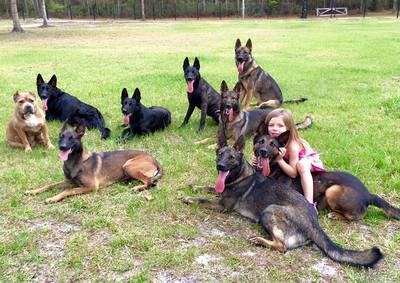 Limitless K9 of Jacksonville, Fl protection dogs training with a young child.