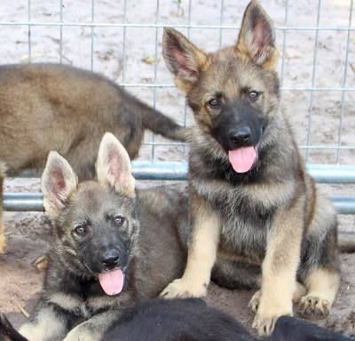 Limitless K9 of Jacksonville, Fl German Sheperd puppies