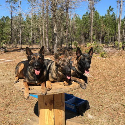 Limitless K9 of Jacksonville, Fl protection dogs in training.